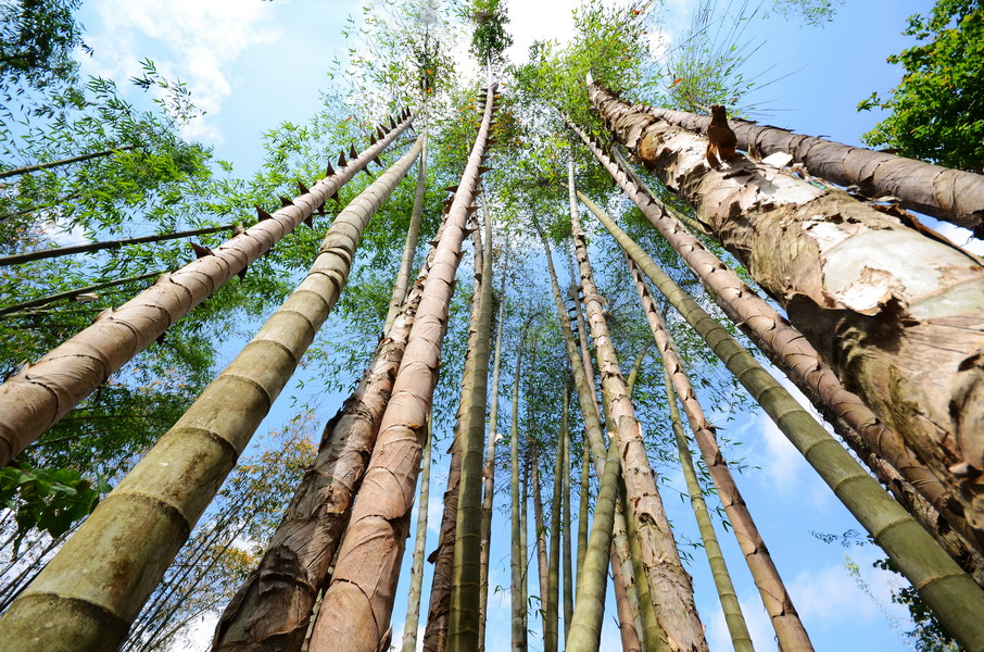特大型工业用材竹种巨龙竹优良品种丰产培育技术