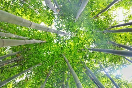 山地丛生竹种群生长特性、培育技术和生态效益研究与应用