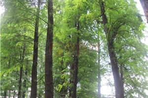 翠柏繁殖栽培与天然林保育技术