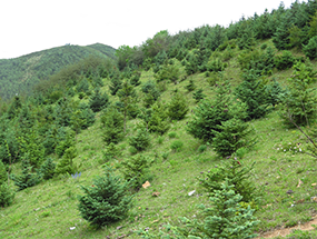 滇西北亚高山退化林地植被恢复与重建技术
