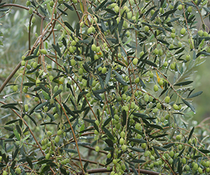 油橄榄优良种质材料及培育技术