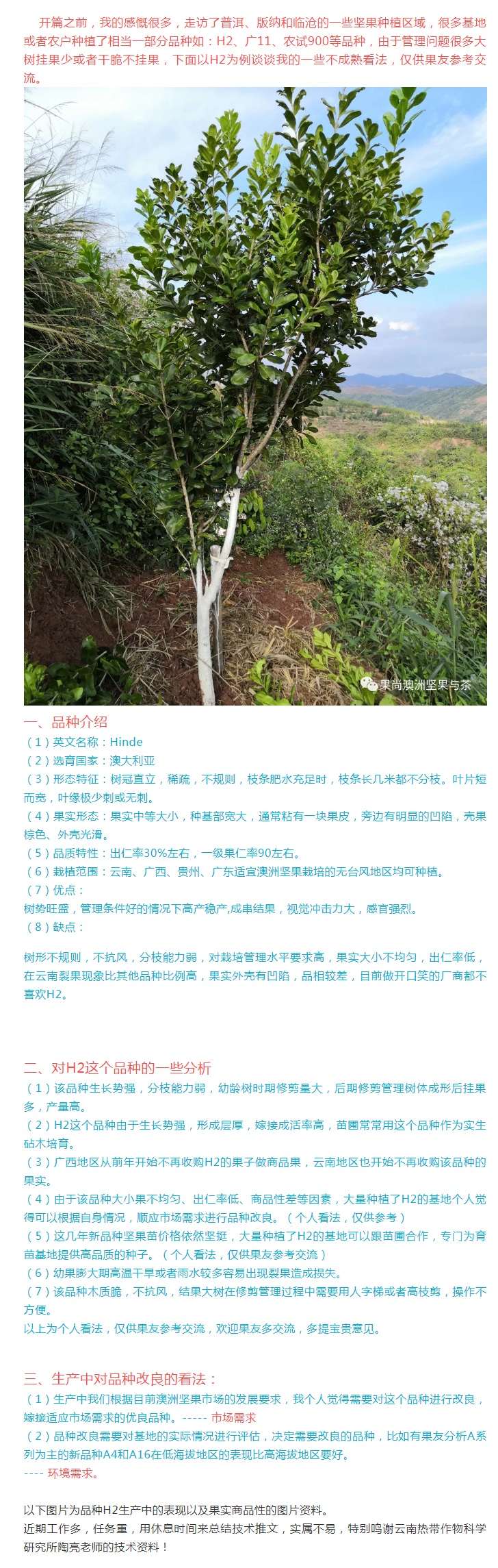 澳洲坚果种植小秘密9谈谈我对品种h2改良的一些看法