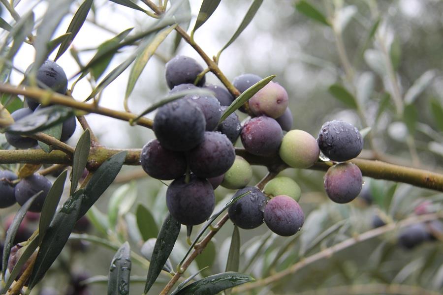 油橄榄--豆果品种