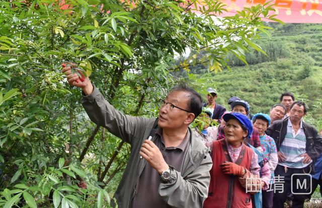 省林业和草原局指导组到鲁纳乡指导花椒产业发展